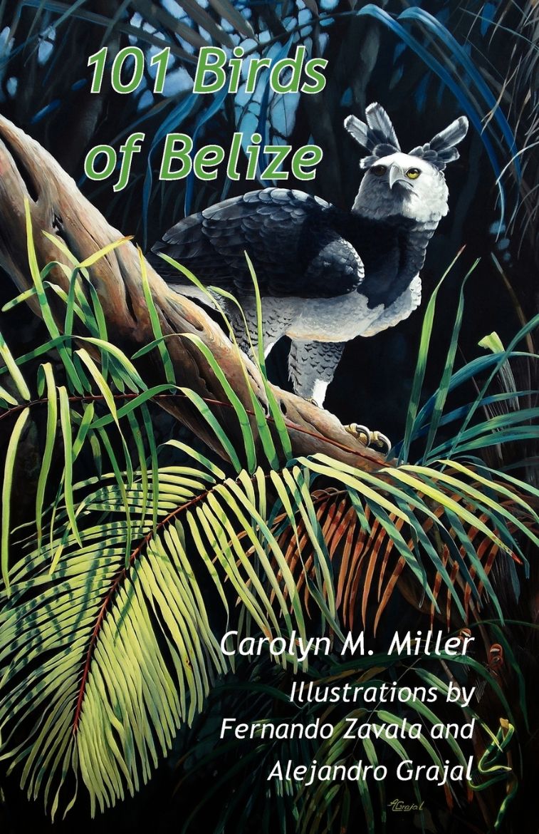 Immagine di 101 Birds of Belize